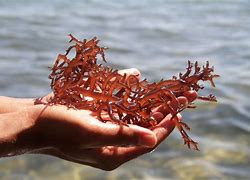 Rumput Laut Merah Adalah